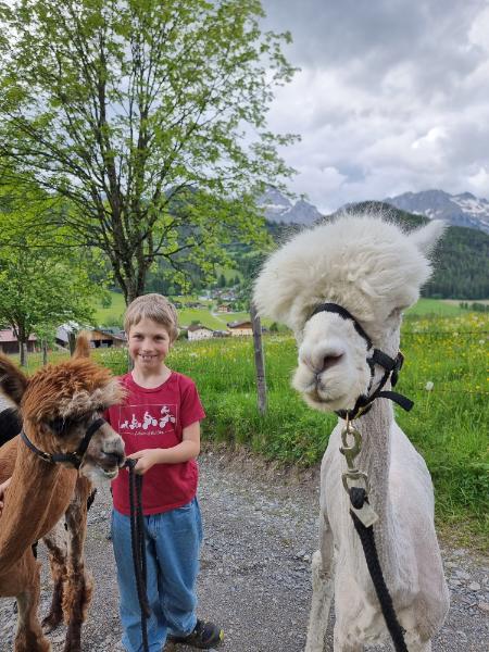 Viel Spaß haben mit den Alpakas